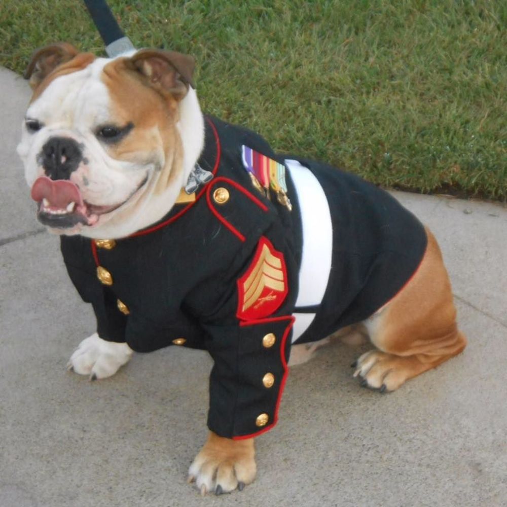 Meet your Posher, Troy